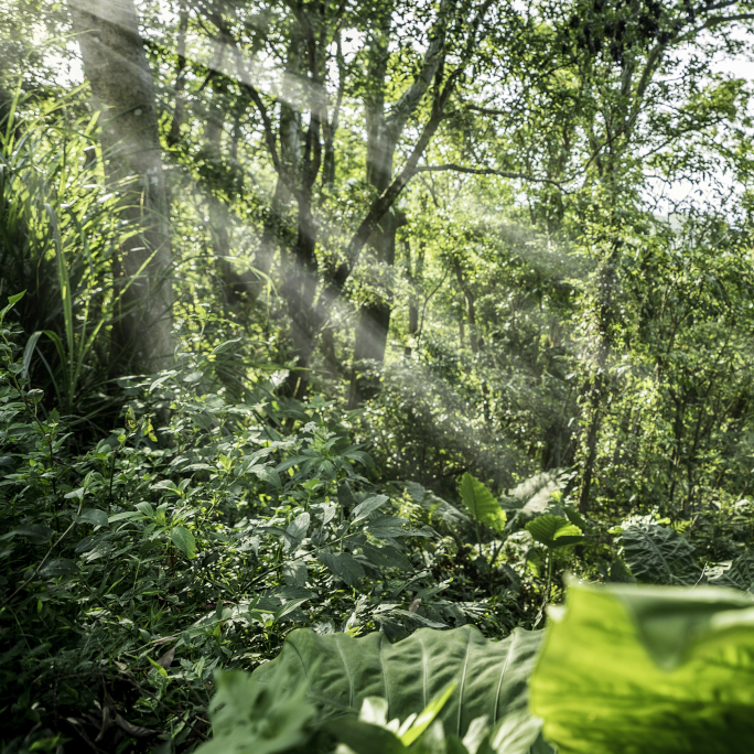 Surviving the Jungle