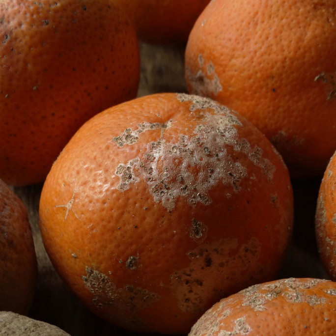 Übelriechende Tests